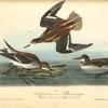 Hyperborean Phalarope, 1. Male 2. Female 3. Young in autumn
