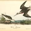 Wilson's Phalarope, 1. Male 2. Female