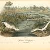 Spotted Sandpiper, 1. Male 2. Female