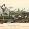 Tell-tale Goswit or Snipe, 1. Male, 2. Female