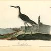 Greenshank, Male