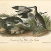 Semipalmated Snipe, Willet or Stone Curlew, 1. Male, Spring plumage 2. Female in Winter