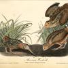 American Woodcock, 1. Male 2. Female 3. Young in Autumn