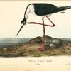 Black-Necked Stillt, Male