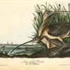 Long-billed Curlew, 1. Male 2. Female