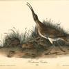 Hudsonian Curlew, Male