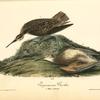 Esquimaux Curlew, 1. Male 2. Female