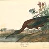 Glossy Ibis, Adult Male