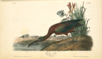Glossy Ibis, Adult Male