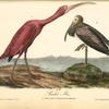 Scarlet Ibis, 1. Adult Male 2. Young, second Autumn