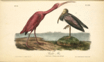 Scarlet Ibis, 1. Adult Male 2. Young, second Autumn