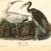 White Ibis, 1. Adult Male 2. Young, second Autumn
