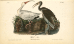 White Ibis, 1. Adult Male 2. Young, second Autumn