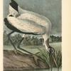Wood Ibis, Male