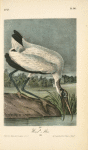Wood Ibis, Male