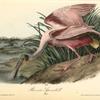 Roseate Spoonbill, Male