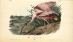 Roseate Spoonbill, Male