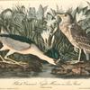 Black-crowned Night Heron or Qua Bird, 1. Adult 2. Young