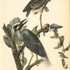 Yellow-crowned Night Heron or Qua Bird, 1. Adult Male, Spring plumage 2. Young in October