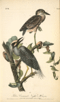 Yellow-crowned Night Heron or Qua Bird, 1. Adult Male, Spring plumage 2. Young in October