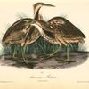 American Bittern, 1. Male 2. Female