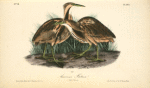American Bittern, 1. Male 2. Female