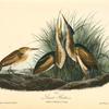 Least Bittern, 1. Male 2. Female 3. Young