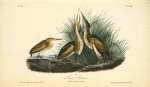 Least Bittern, 1. Male 2. Female 3. Young