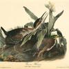Green Heron, 1. Adult Male 2. Young in September