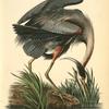 Great Blue Heron, Male
