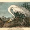Great American White Egret, 1. Male, Spring Plumage 2. Horned Agama Tarayaxin of Hermandez