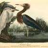 Reddish Egret, 1. Adult, full Spring Plumage 2. Young in full Spring Plumage two years old