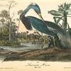 Louisiana Heron, Male Adult