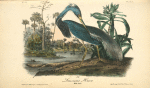 Louisiana Heron, Male Adult