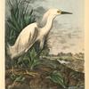 Snowy Heron, Male