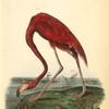 American Flamingo, Adult Male