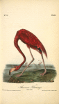 American Flamingo, Adult Male