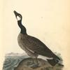 Hutchins's Goose, Adult Male