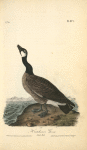 Hutchins's Goose, Adult Male