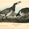 Bernacle Goose, 1. Male 2. Female