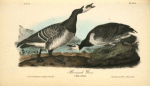 Bernacle Goose, 1. Male 2. Female
