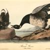 Brant Goose, 1. Male 2. Female