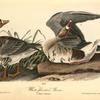 White-fronted Goose, 1. Male 2. Female
