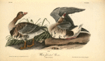 White-fronted Goose, 1. Male 2. Female