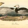 Snow Goose, 1. Adult Male 2. Young Female