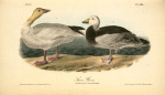 Snow Goose, 1. Adult Male 2. Young Female