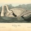 Trumpeter Swan, Adult