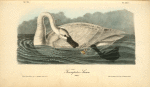 Trumpeter Swan, Adult