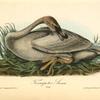 Trumpeter Swan, Young