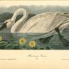 American Swan, Male